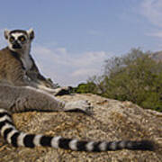 Ring-tailed Lemur Portrait Madagascar #1 Art Print