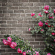 Roses On Brick Wall 3 Art Print