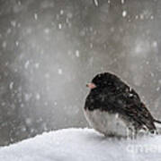 Snow Junco #1 Art Print