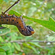 Snowberry Clearwing Hawk Moth Caterpillar - Hemaris Diffinis #1 Art Print