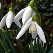 Snowdrops #2 Art Print