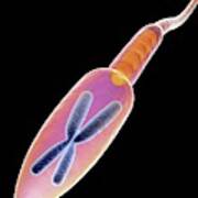Sperm Cell #1 Art Print
