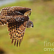 Spotted Eagle Owl In Flight #2 Art Print