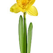 Spring Yellow Daffodil 1 Art Print