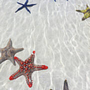 Starfish, Zanzibar #1 Art Print