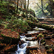 Stream Flowing Through Autumn Forest #1 Art Print