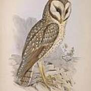 Strix Owl Art Print