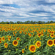 Sunflower Field #1 Art Print