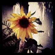 #sunflower #sun #flower #plant #yellow #1 Art Print