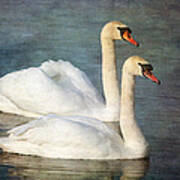 Swan #1 Art Print