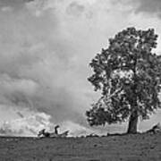 Table Mountain Oak Tree #1 Art Print