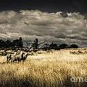 Tasmania Landscape Of An Outback Cattle Station #1 Art Print