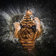 Tiger Splash #1 Art Print