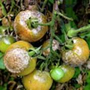 Tomatoes Infected With Late Blight #1 Art Print