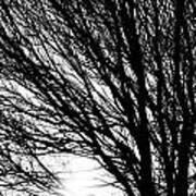 Tree Branches And Light Black And White #1 Art Print