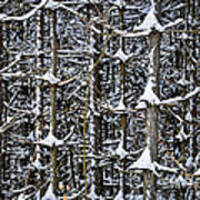 Tree Trunks In Winter 1 Art Print