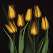 Tulips #1 Art Print