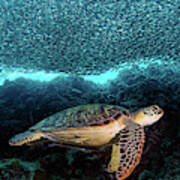 Turtle And Sardines Art Print