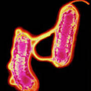 Two Helicobacter Pylori Bacteria #1 Art Print