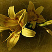 Vintage Yellow Lily Art Print