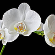 White Orchid #1 Art Print