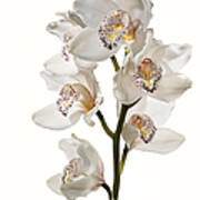 White Orchids #1 Art Print