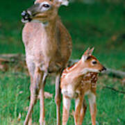 Whitetail Doe And Fawn #1 Art Print