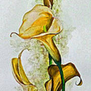 Yellow Callas #1 Art Print