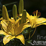 Yellow Day Lily 20120615_43a #1 Art Print