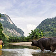 Young Boy With Water Buffalo In River #1 Art Print