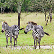 Zebra At Lake Mburo National Park #1 Art Print