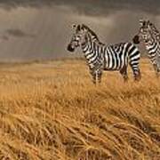 Zebra Trio #2 Art Print