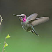 Anna's Hummingbird #10 Art Print