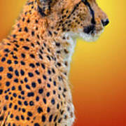 Cheetah #10 Art Print