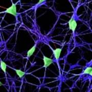 Cortical Neurons Art Print