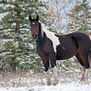 Horse In Snow, Yukon, Canada #10 Art Print