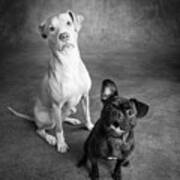 Portrait Of Lab Hound Mix Dog And Pug #10 Art Print