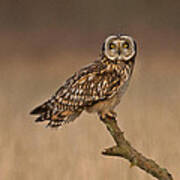 Short Eared Owl #10 Art Print