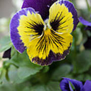 Viola Tricolor Heartsease #10 Art Print