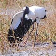 Wood Stork #10 Art Print