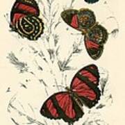 Butterflies Art Print