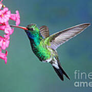 Broad-billed Hummingbird #11 Art Print