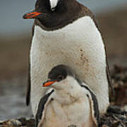 Gentoo Penguin With Young #11 Art Print