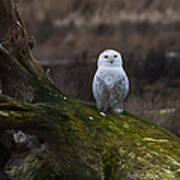 Snowy Owl Art Print