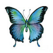 12 Blue Emperor Butterfly Art Print