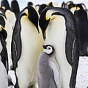 Emperor Penguins, Antarctica #12 Art Print