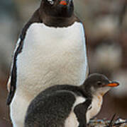 Gentoo Penguin With Young #12 Art Print