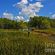 13- Florida Everglades Art Print