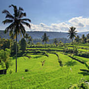 Indonesia, Bali, Rice Fields And #13 Art Print