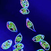 Euglena Protozoa #14 Art Print